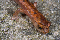 : Bolitoglossa rostrata