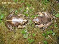 : Eupsophus vertebralis; Sapo