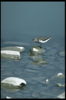 : Actitis macularia; Spotted Sandpiper