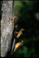 : Buphagus africanus; Yellow Billed Oxpecker