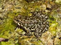 : Rana muscosa; Mountain Yellow-legged Frog