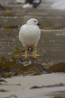 : Chloephaga hybrida; Kelp Goose