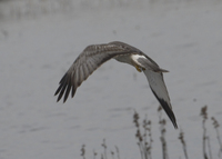 : Circus cyaneus; Northern Harrier