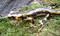 : Salamandra salamandra fastuosa; Fire Salamander