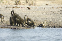 : Papio ursinus; Chacma Baboon