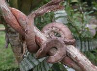 : Corallus hortulanus