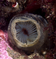 : Myxicolla infundibulum; Slime-dweller Worm