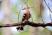 Hoopoe