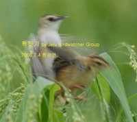 개개비사촌의 짝짓기mating of Fan-tailed ...