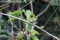 Greenish Warbler Phylloscopus trochiloides