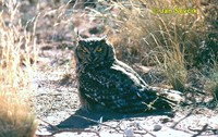 Photo of výr africký, Bubo africanus, Spotted Eagle Owl, Fleckenuhu.
