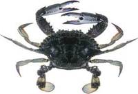 Blue Swimmer Crab - Portunus pelagicus