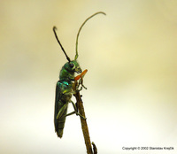 Phytoecia caerulea