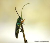 Phytoecia caerulea