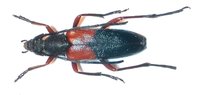 Stenurella jaegeri