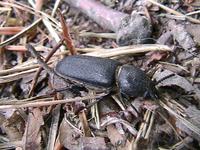 Spondylis buprestoides - Black Longicorn Beetle