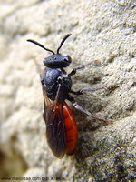 Sphecodes albilabris
