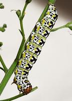 Shargacucullia blattariae