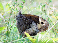 Hipparchia fagi - Woodland Grayling