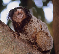 Black-pencilled marmoset (Callithrix penicillata)