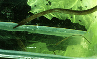 Syngnathus rostellatus, Nilsson's pipefish: aquarium