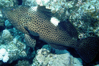 Epinephelus maculatus, Highfin grouper: fisheries, aquarium