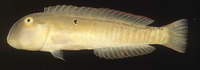 Cymolutes praetextatus, Knife razorfish: