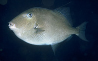 Balistes capriscus, Grey triggerfish: fisheries, gamefish, aquarium