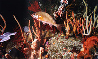 Chirodactylus brachydactylus, Two-tone fingerfin: fisheries, gamefish