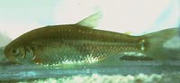 Cheirodon galusdai, : aquarium