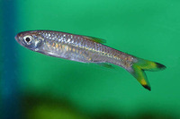 Rasbora rasbora, Gangetic scissortail rasbora: aquarium