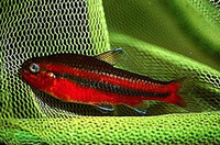 Neolebias trewavasae, :