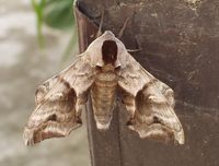 Smerinthus ocellata - Eyed Hawk-moth