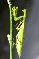 Mantis religiosa - Religious Mantis