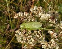 Tettigonia cantans