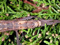 Creoxylus spinosus