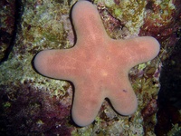 Choriaster granulatus - Granulated Seastar