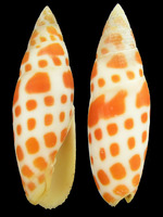 Mitra mitra