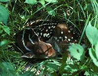 Image of: Odocoileus virginianus (white-tailed deer)