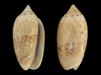 Oliva flammulata