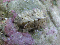 Chiton olivaceus