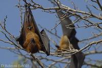 Image of: Pteropus giganteus (Indian flying fox)