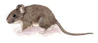 Image of: Reithrodon auritus (bunny rat)