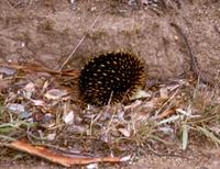 Image of: Tachyglossus aculeatus (short-beaked echidna)