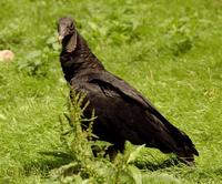 Coragyps atratus - American Black Vulture