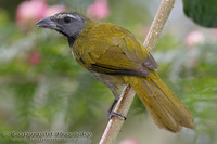 Saltator maximus - Buff-throated Saltator