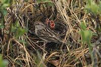 Spizella arborea - American Tree Sparrow