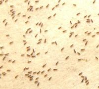Image of: Hypogastruridae