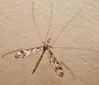 Image of: Tipulidae (crane flies)