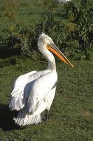 Pelecanus crispus - Dalmatian Pelican